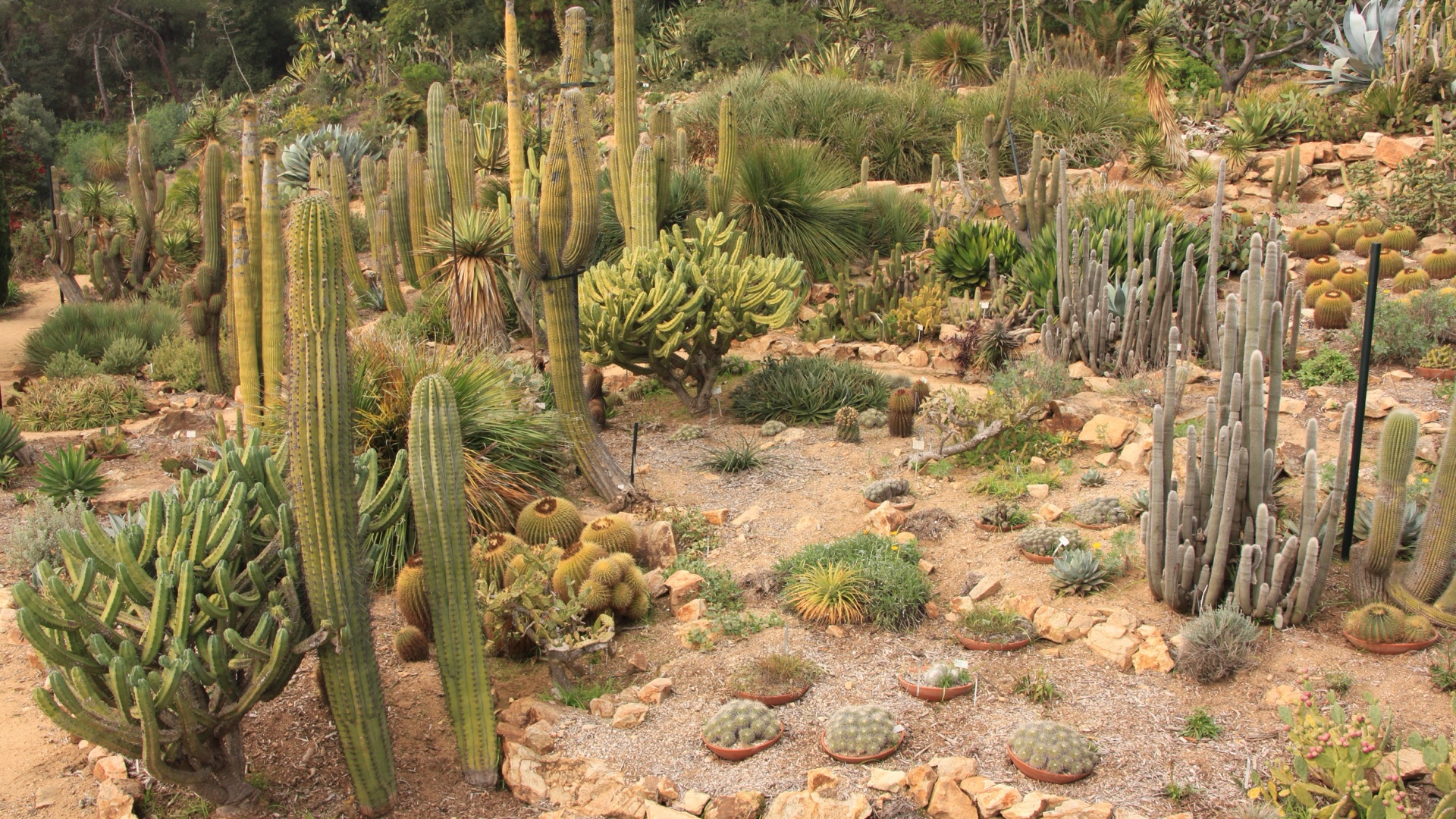 Cactus garden at Marimurtra Botanical Garden in Blanes with columnar cacti of various shapes and sizes on arid ground with stones in natural light