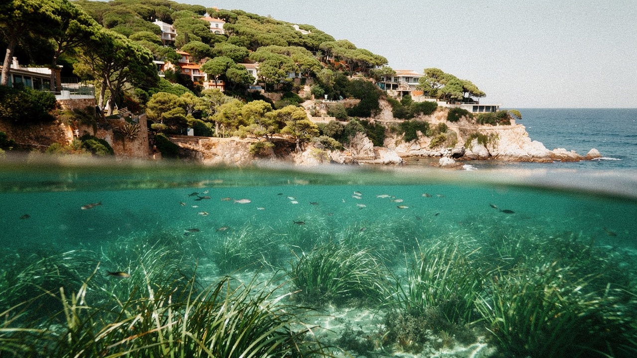 Vista mitad agua mitad aire de una cala de Blanes con posidonia y peces visibles bajo la superficie y un acantilado con pinos al fondo